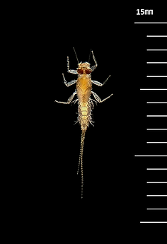 ヒメトビイロカゲロウ Choroterpes altioculus