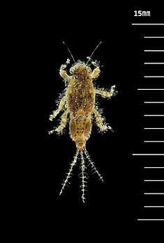 エラブタマダラカゲロウ Torleya japonica