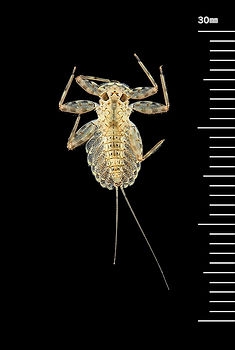 ヒラタカゲロウ属 Epeorus sp.