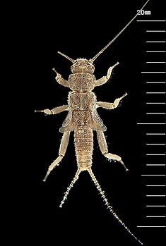 オナシカワゲラ属 Nemoura sp.