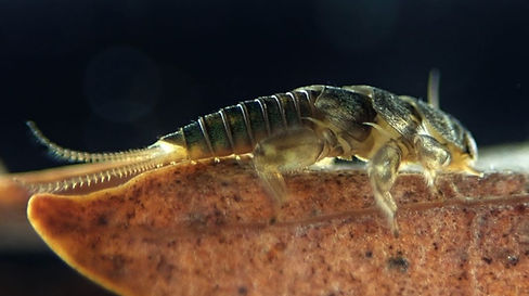 ノギカワゲラ Cryptoperla japonica