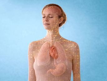 Visualisierung der Body-Mind Connection: Eine Person mit sichtbar dargestelltem Nervensystem, Gehirn, Herz und Organen, die die Verbindung zwischen Körper und Geist zeigt.