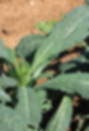 קייל אורגני