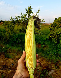 תירס אורגני