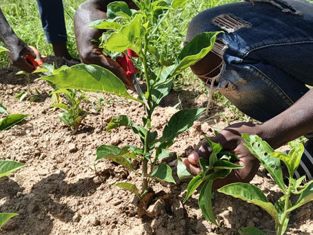 Récolte de baobab : les étudiants bénéficient de parcelles expérimentales à Banfora grâce à Munyu et JAFOWA