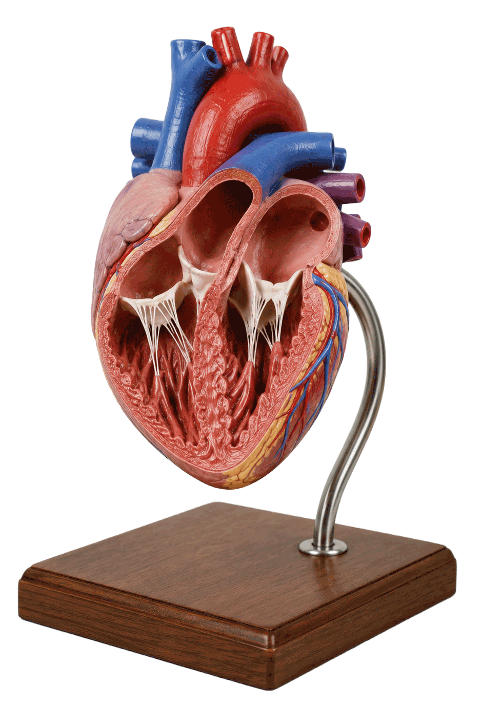 display_corazon_Luis_Enrique_Rubio.gif
