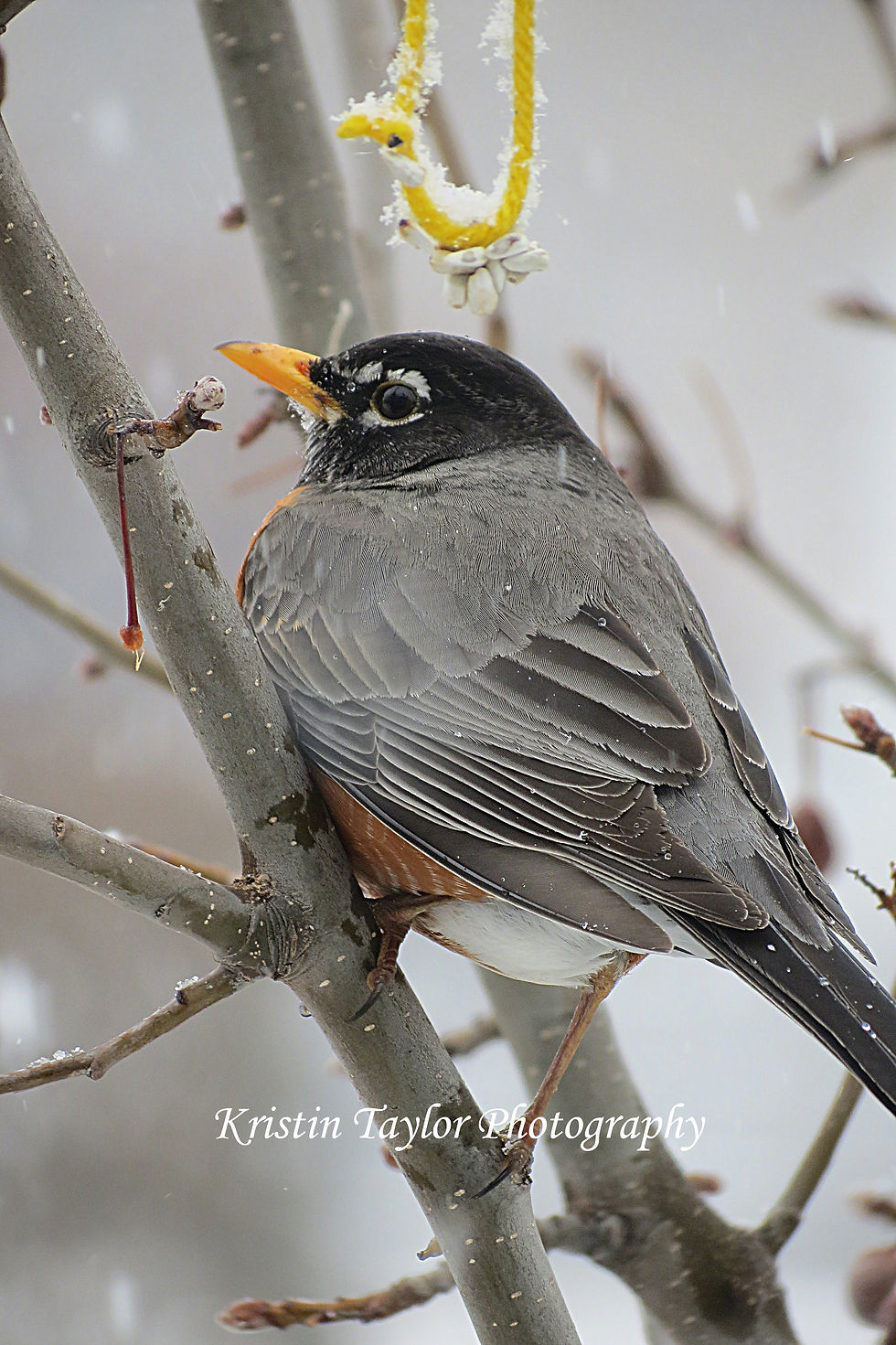 Springtime in Michigan