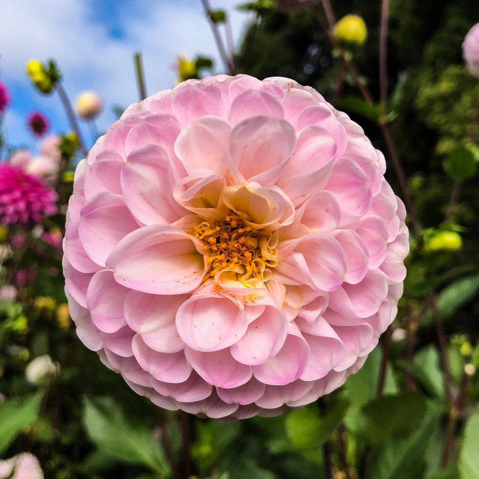 Thumbnail: Pink Dahlia