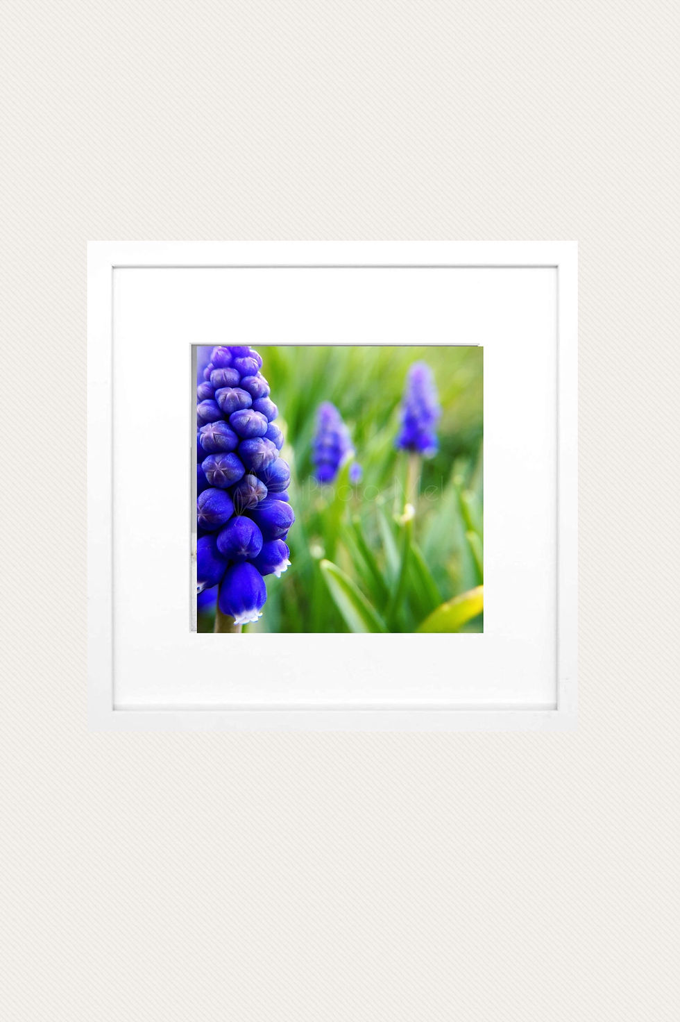 Thumbnail: Grape Hyacinth