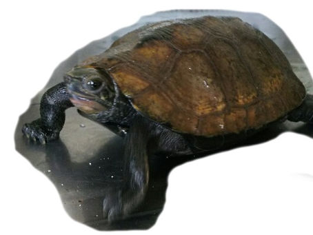 あけましておめでとうございます