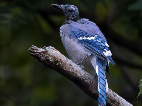 Message from the Mountain