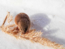 Pisihiir on Euroopa pisim näriline kaaludes 4-11 g. Pildil oleva hiirekera läbimõõt oli ca 4 sentimeetrit. Pöialpoiss ja käblik on kaalult sama raske.