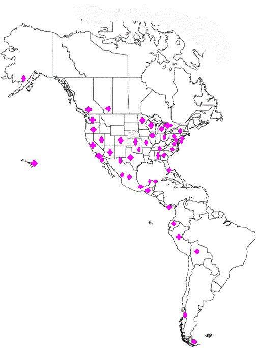 americasms2.gif