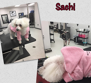 Rub My Belly Dog Salon