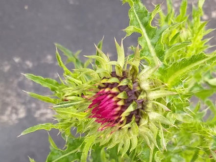 La meravigliosa biodiversità sulle sponde del Sebino un patrimonio da preservare