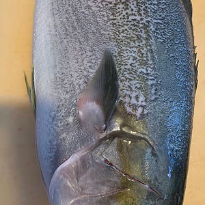 Hiramasa KingFish