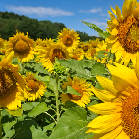 Girasoli in Franciacorta è caccia allo scatto perfetto