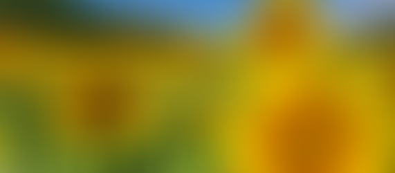 Girasoli in Franciacorta è caccia allo scatto perfetto