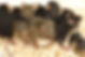 2022_720x480headers_0016_small_mice.jpg