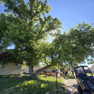 Tree Trimming Services