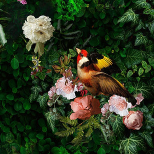 detail the peacock 2.jpg