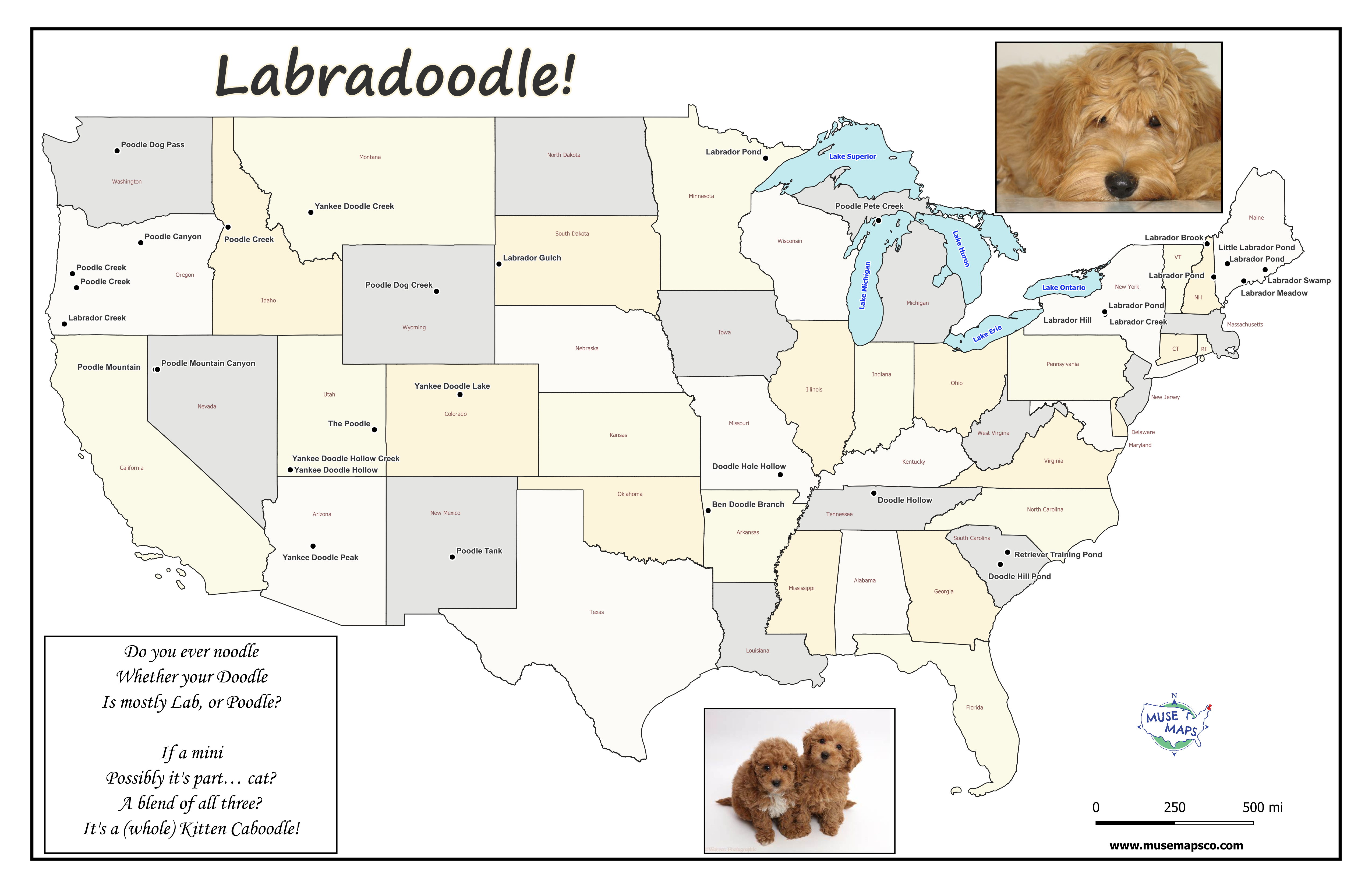 Labradoodle
