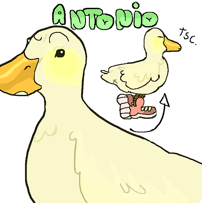 totonio copiar.png