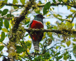Trogon-Collarejo)