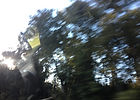 7098_Summer is Calling_Florida Road Trip_Trees_by Anastasia V. Silva_The New Romantic Renaissance (by AVS)
