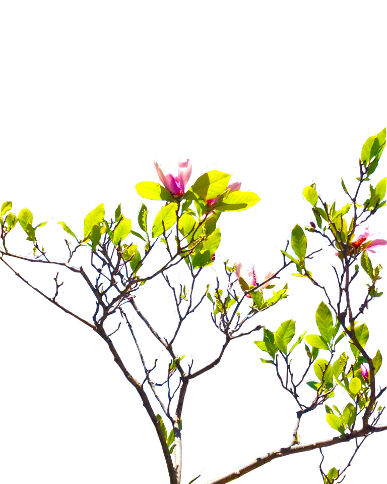3038 (1)_Pink Magnolia Tree_Flowers_Spring_Summer_Seasons_Photography by Anastasia V. Silva_The New Romantic Renaissance_(by AVS)