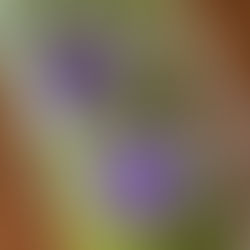 香菜＿暑さ対策