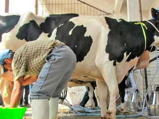 Instalan Consejo Regional de la Leche que velará por la cadena productiva de vacunos