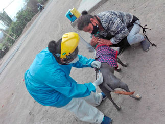 Esperan inmunizar 41,245 mascotas en la región Lima
