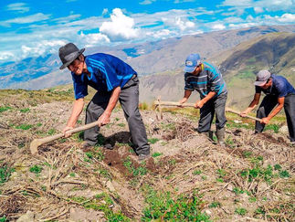 Caja Ica impulsando el sector agropecuario con más de 35 millones de crédito otorgados