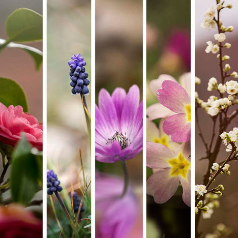 I miei Naturali Dettagli | Aprile 2023