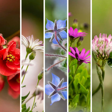 I miei Naturali Dettagli | Aprile 2022