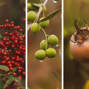 I miei Naturali Dettagli | Dicembre 2020