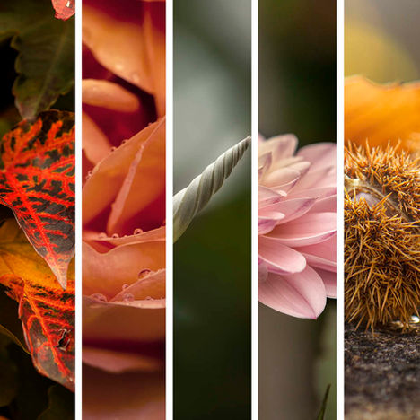 I miei Naturali Dettagli | Novembre 2022