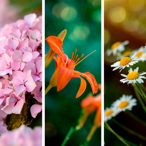 I miei Naturali Dettagli | Luglio 2021