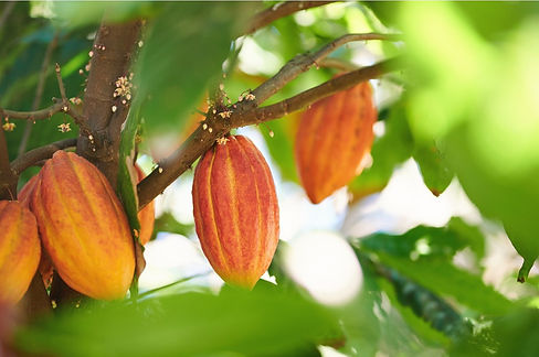 Untitled design_edited.jpg