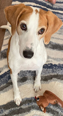 Quality of Life Document for at home euthanasia