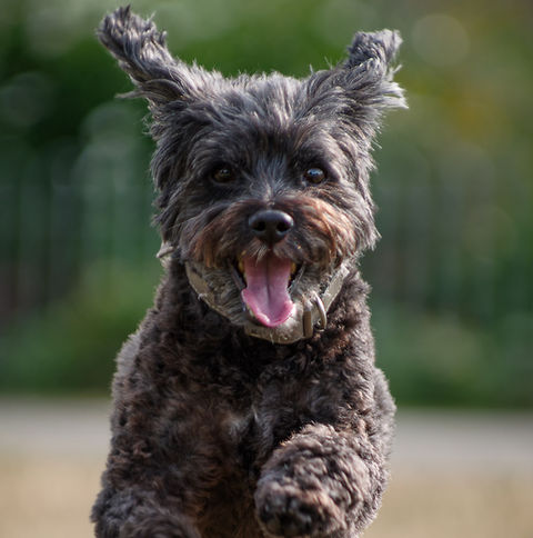 Dark shaggy dog jumping happily with mouth open, blurry green background.