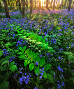 Bluebell flowers and green foliage covering a forest floor with sunlight.