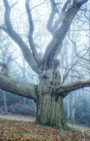Large gnarled tree with bare branches in a misty, autumn forest.