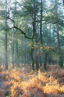 Sunlight filters through tall trees onto golden bracken forest floor.