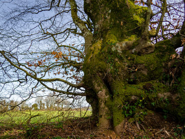 Ancient moss-covered tree trunk, gnarled branches, in a vibrant green field.