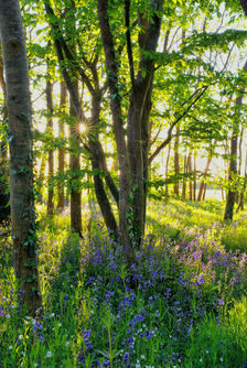 Bright sunlight streams through trees, illuminating a vibrant bluebell forest.