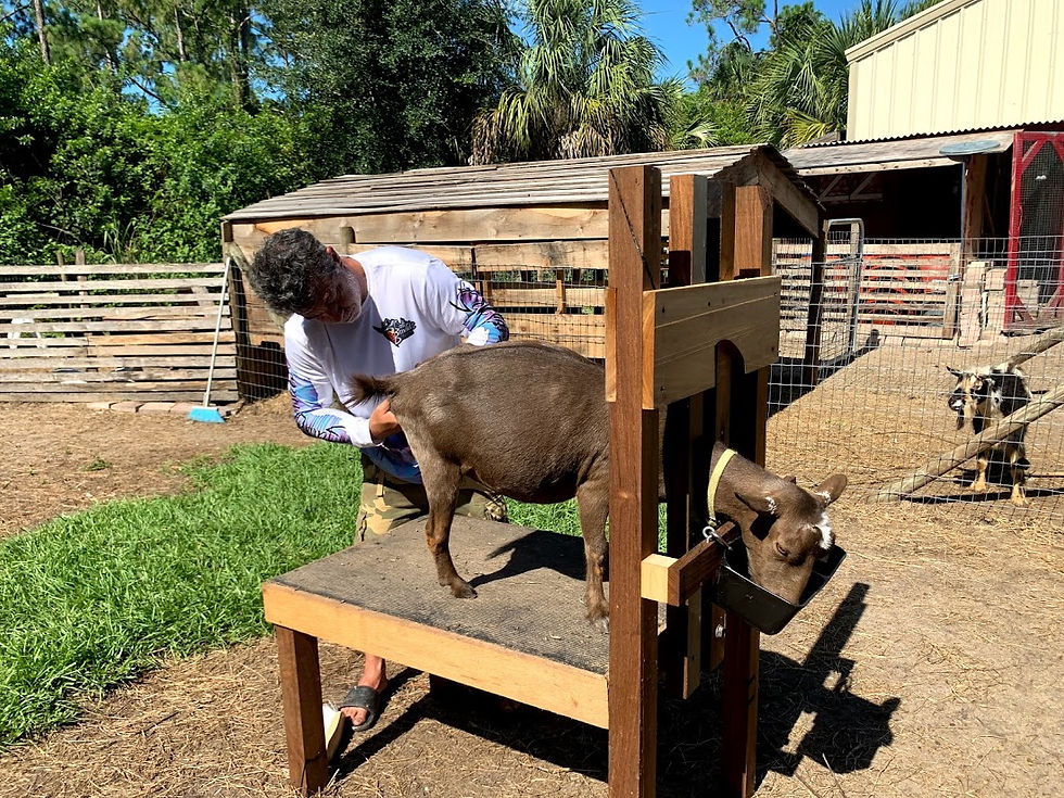 Goat Check Up Day
