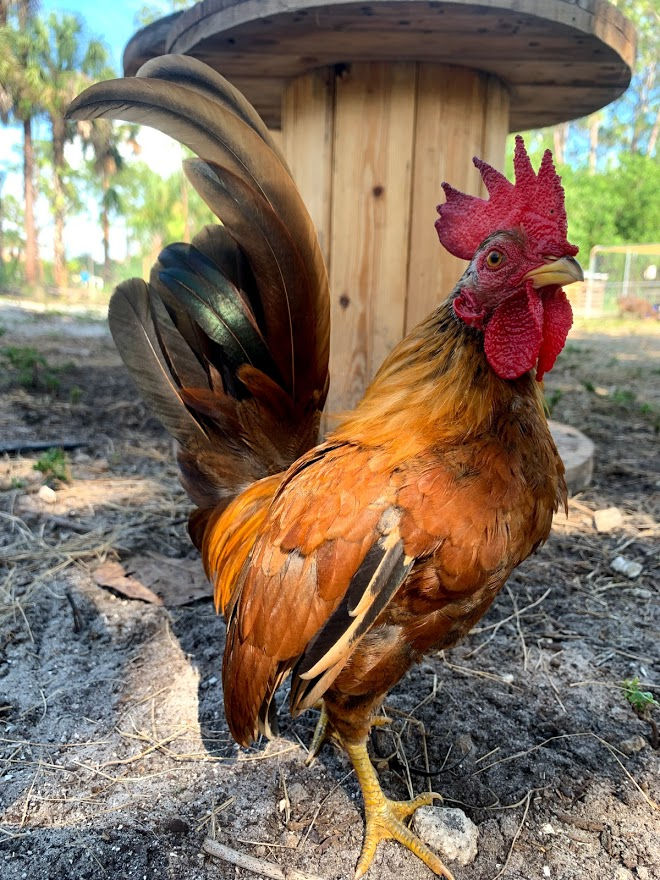 Chicken Little