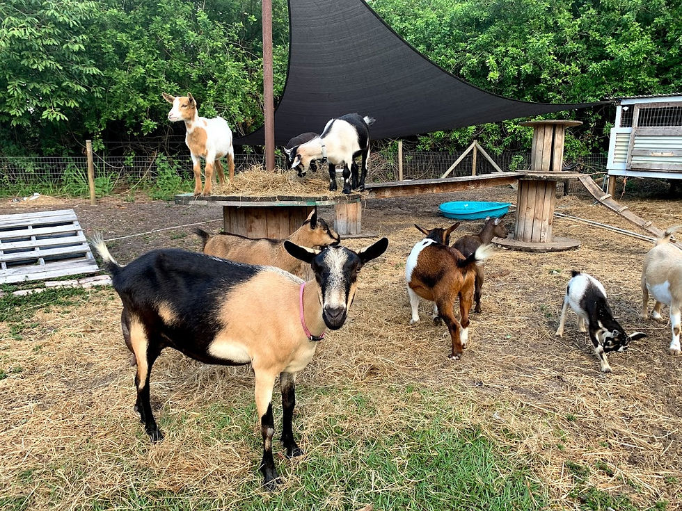 Goat Playground